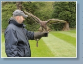 Falconry Dalhousie Castle