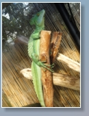 M&D Theme Park - Amazonia